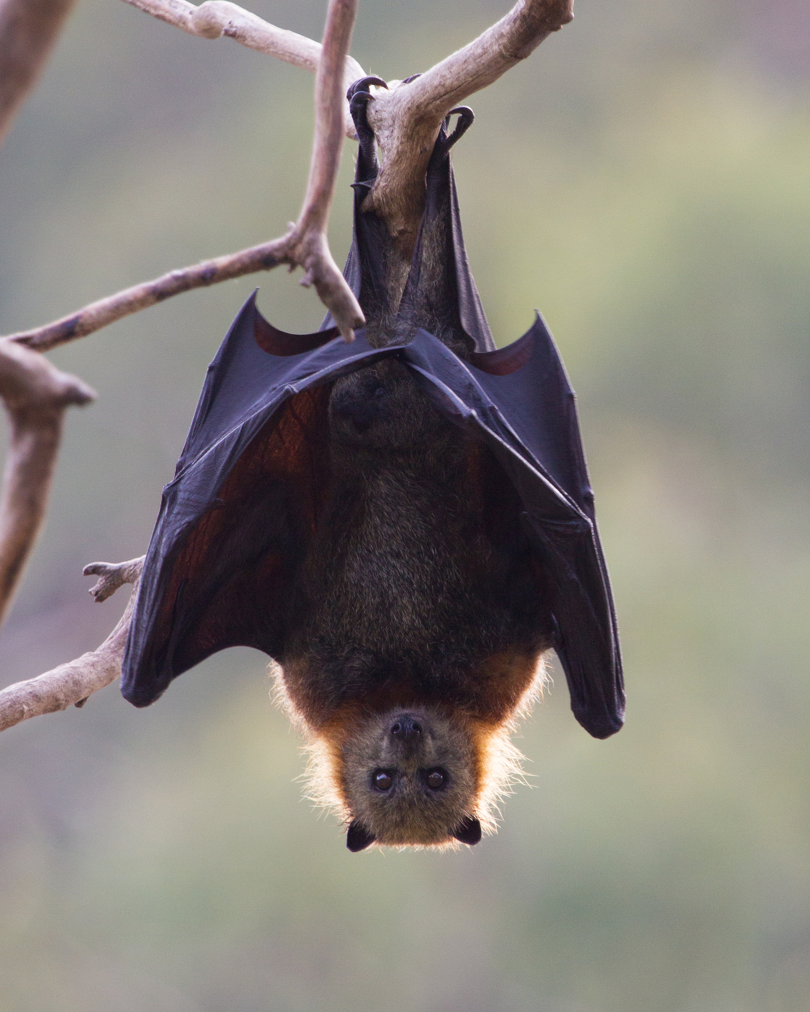 印度疫情可怕-印度疫情可怕后果-第1张图片