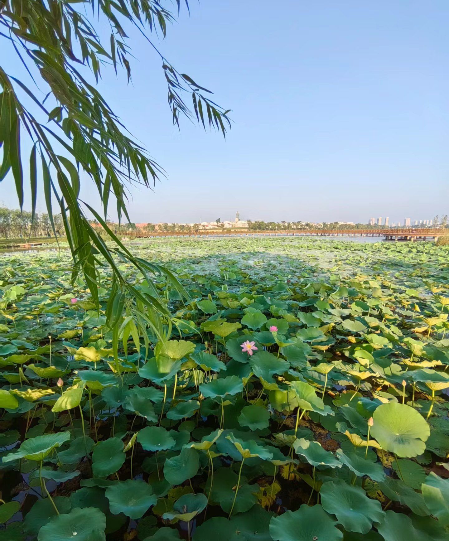 “杭州荷花苑疫情” 杭州荷花苑疫情最新消息？-第1张图片